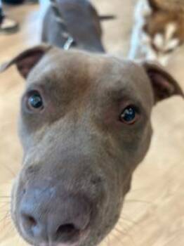 Rescue Pit Bull Terrier Dogs for Adoption in Pearland, Texas - THELMA | PetCurious