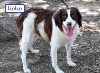 Rescue Brittany Spaniel Dogs for Adoption in Fort Worth, Texas - Koko | PetCurious
