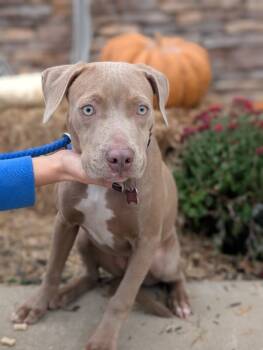 Rescue Labrador Retriever and Terrier Dogs for Adoption in Aiken, South Carolina - Sofia | PetCurious