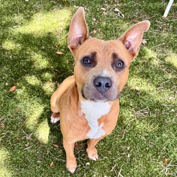 Turbo -  Mixed Breed Dog for Adoption in Milton, Florida - Turbo | PetCurious