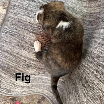 Fig -  Chihuahua Dog for Adoption in Hillsborough, North Carolina - Fig | PetCurious