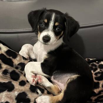 Twyla -  Dachshund and Miniature Poodle Dog for Adoption in San Diego, California - Twyla | PetCurious
