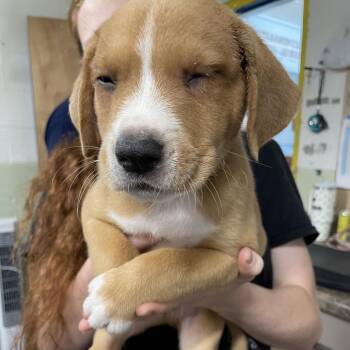 Tank -  Pit Bull Terrier and Mixed Breed Dog for Adoption in Fayetteville, Arkansas - Tank | PetCurious