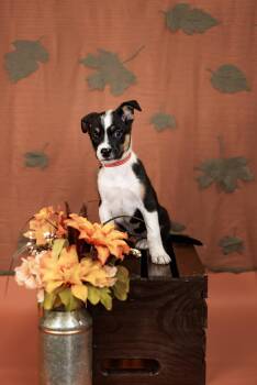 854-26 -  Shepherd and Pit Bull Terrier Dog for Adoption in Brighton, Colorado - 854-26 | PetCurious