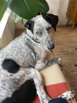 Kahlo -  Catahoula Leopard Dog Dog for Adoption in St. Helens, Oregon - Kahlo | PetCurious