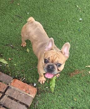 Resno -  French Bulldog Dog for Adoption in Cochran, Georgia - Resno | PetCurious