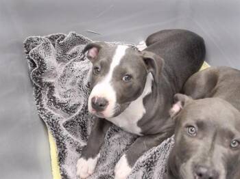 MONKEY BUSINESS -  Labrador Retriever and Mixed Breed Dog Available for Adoption in Omaha, Nebraska - MONKEY BUSINESS | PetCurious
