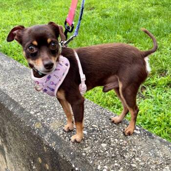 Bilbo -  Chihuahua and Mixed Breed Dog for Adoption in Westhampton, New York - Bilbo | PetCurious
