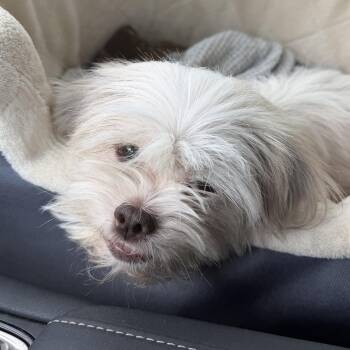 Treasure Trooper -  Shih Tzu Dog for Adoption in Plano, Texas - Treasure Trooper | PetCurious