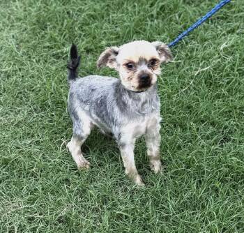 Yorkshire Terrier Dogs Available for Adoption in Williston, Vermont - Mikey | PetCurious