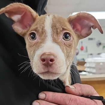 Mixed Breed Dogs Available for Adoption - Billie | PetCurious