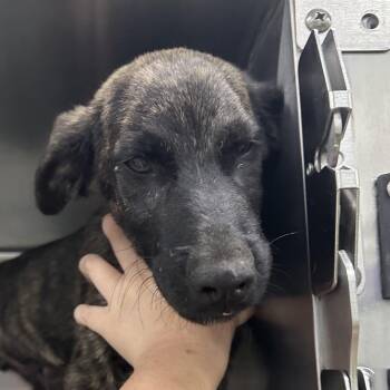 Olive Oil -  Mixed Breed Dog for Adoption in Corbin, Kentucky - Olive Oil | PetCurious