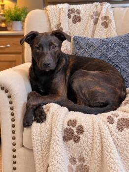 Marbles -  Pit Bull Terrier Dog for Adoption in Russiaville, Indiana - Marbles | PetCurious