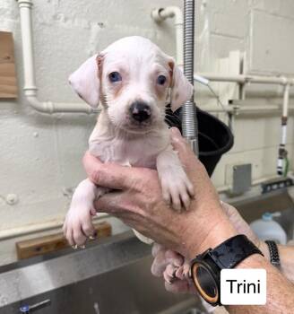 Trini -  Australian Shepherd Dog for Adoption in Blue Springs, Missouri - Trini | PetCurious