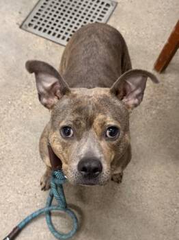 Plenty -  Pit Bull Terrier Dog for Adoption in Cleveland, Ohio - Plenty | PetCurious