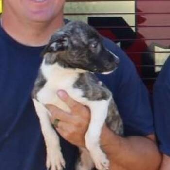 Rescue Labrador Retriever and Mountain Cur Dogs for Adoption in Durant, Oklahoma - January | PetCurious