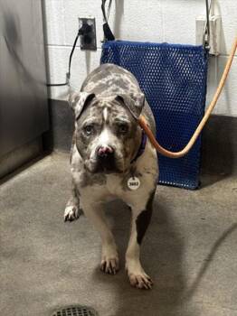 A572760 -  Bull Terrier and Mixed Breed Dog for Adoption - A572760 | PetCurious