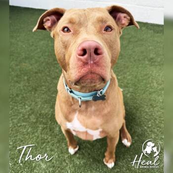 Thor -  Pit Bull Terrier Dog for Adoption in Youngwood, Pennsylvania - Thor | PetCurious