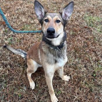 German Shepherd Dog Dogs Available for Adoption - Carver | PetCurious