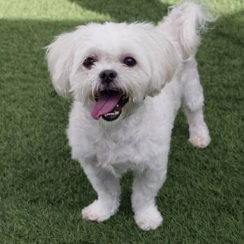 Bella -  Shih Tzu and Mixed Breed Dog for Adoption in Miami, Florida - Bella | PetCurious