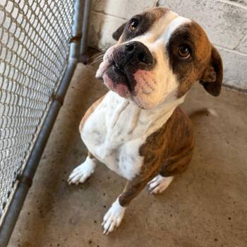 Boxer Dogs Available for Adoption - Duncan | PetCurious