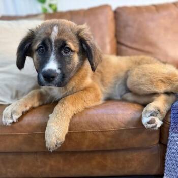 German Shepherd Dog and Saint Bernard Dogs Available for Adoption in Friendswood, Texas - Sunday Honeybell | PetCurious