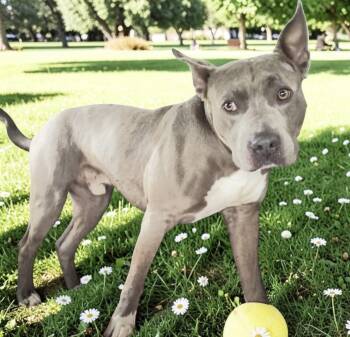 Kirby -  Pit Bull Terrier Dog Available for Adoption in Friendswood, Texas - Kirby | PetCurious