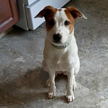 Zoey -  Jack Russell Terrier and Cattle Dog Dog for Adoption in Overland Park, Kansas - Zoey | PetCurious