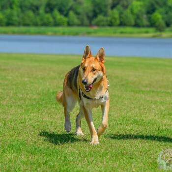 Rescue German Shepherd Dog Dogs for Adoption in Bartlett, Tennessee - Cash | PetCurious