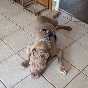 Carl -  Pit Bull Terrier Dog for Adoption in Dallas, Texas - Carl | PetCurious
