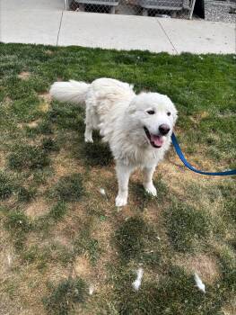 Great Pyrenees Dogs Available for Adoption in Quincy, Washington - Cooper | PetCurious
