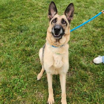 Louisa ann -  German Shepherd Dog Dog for Adoption in Fort Wayne, Indiana - Louisa Ann | PetCurious