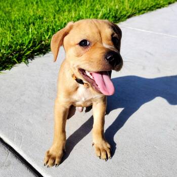 Boyd -  Labrador Retriever and Terrier Dog Available for Adoption in Corpus Christi, Texas - Boyd | PetCurious