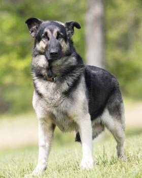German Shepherd Dog Dogs Available for Adoption in Bedford, Indiana - Bentley | PetCurious