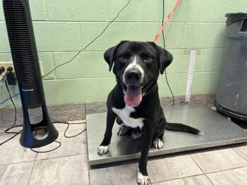 Rescue American Staffordshire Terrier and Mixed Breed Dogs for Adoption in Grand Prairie, Texas - PONGINI | PetCurious