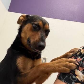 Movie- In Foster! -  Mixed Breed Dog for Adoption in Flagstaff, Arizona - Movie- In Foster! | PetCurious