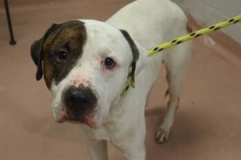 Rescue Mixed Breed Dogs for Adoption in Columbia, South Carolina - PATRICK | PetCurious