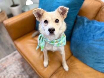 Pembroke Welsh Corgi and German Shepherd Dog Dogs Available for Adoption - Lyra Foxglove Fable Of Love | PetCurious