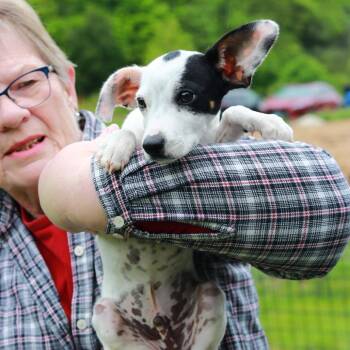 Jack Russell Terrier and Chihuahua Dogs Available for Adoption in Eastford, Connecticut - CT Finn | PetCurious