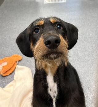 SNOOP -  Mixed Breed Dog for Adoption in Dallas, Texas - SNOOP | PetCurious