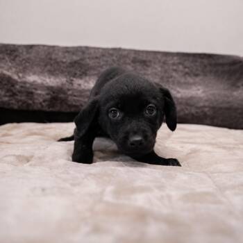 Ebony -  Rottweiler and Black Labrador Retriever Dog for Adoption in Portland, Oregon - Ebony | PetCurious