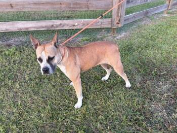 Rescue Boxer Dogs for Adoption in Wauchula, Florida - Nova | PetCurious