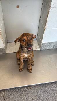 Harold -  Shepherd Dog for Adoption in Ayden, North Carolina - Harold | PetCurious