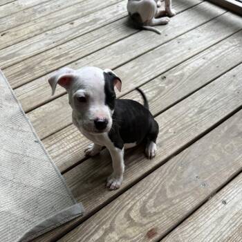 Ranger -  Pit Bull Terrier Dog for Adoption in Columbia, Missouri - Ranger | PetCurious