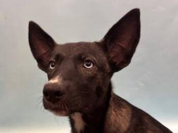 Trinity -  Border Collie and Mixed Breed Dog for Adoption in Woodbury, Minnesota - Trinity | PetCurious