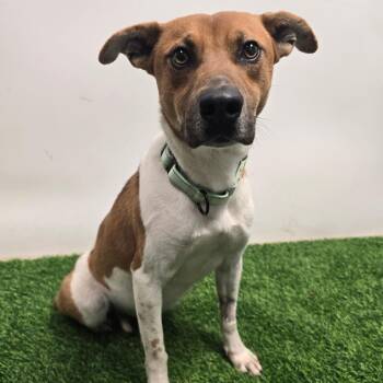 Terrier Dogs Available for Adoption - Copper | PetCurious