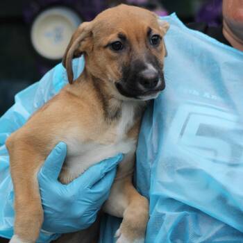 German Shepherd Dog and Terrier Dogs Available for Adoption in Lemont, Illinois - Aelia | PetCurious