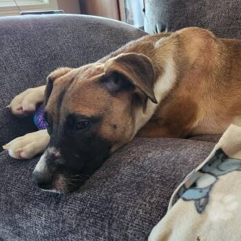 Hobbes -  Feist Dog for Adoption in Normal, Illinois - Hobbes | PetCurious