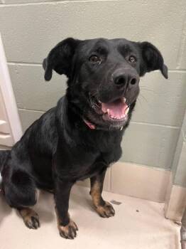 Margo -  Shepherd and Labrador Retriever Dog for Adoption in Webster, Wisconsin - Margo | PetCurious