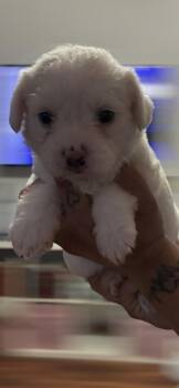 Mercury -  Shih Poo Dog for Adoption in Arlington, Texas - Mercury | PetCurious